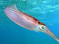 A Caribbean Reef Squid, an example of a protostome.
