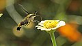 大透翅天蛾（英语：Cephonodes hylas）（天蛾科）