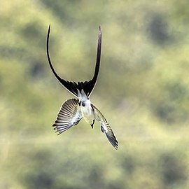 Fork-tailed flycatcher Tyrannus savana monachus Belize