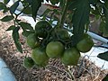 Tomatoes Black macigno hybrid by hydroponics