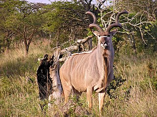 'n Koedoebul in die Hluhluwe-iMfolozipark, Suid-Afrika.