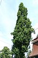 Quercus robur f. fastigiata