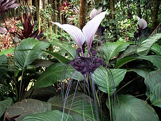 La familia Taccaceae, todavía reconocida por el APWeb,[2]​ fue incluida en las dioscoreáceas en APG III (2009[1]​). Pantropicales, herbáceas, con hojas de largo pecíolo y una inflorescencia escaposa con flores de tamaño medio, violeta-negruzcas, hay brácteas largas, filiformes, mezcladas entre las flores.