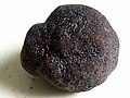 Black Périgord truffle