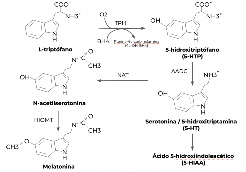 File:Vía biosintética de la serotonina y la melatonina.png