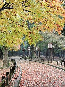 Parque de Nara, um parque público situado na cidade de Nara, Japão, ao pé do monte Wakakusa. Foi criado no século XIV e é um dos parques mais antigos do Japão (definição 3 243 × 4 323)
