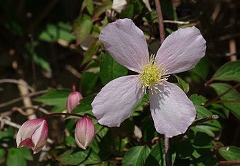 Fleur de clématite des montagnes (Clematis montana). (définition réelle 3 368 × 2 332)