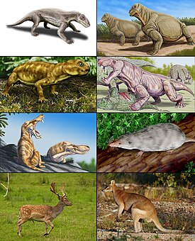 Разнообразие терапсид. 1-й ряд: биармозух, мосхопс вида Moschops capensis; 2-й ряд: Myosaurus[англ.], иностранцевия вида Inostrancevia alexandri; 3-й ряд: Pristerognathus, Adelobasileus; 4-й ряд: лань, прыткий валлаби.