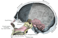 Sezione sagittale del cranio.
