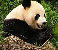 Un panda gicanti maturu