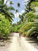 Занедбаний шлях на кокосову плантацію