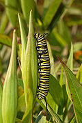 呢樖乳草上面有條帝皇斑蝶毛蟲。 （Danaus plexippus）