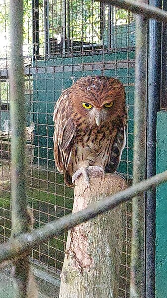 File:Angry Owl.jpg