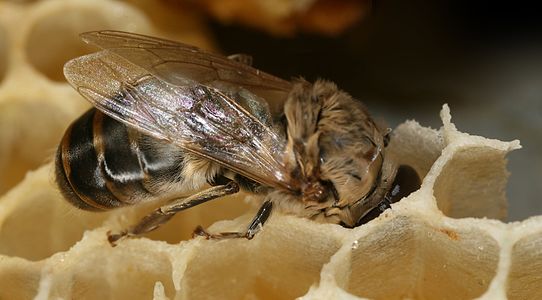 一隻捐緊入個竇室度嘅蜜蜂