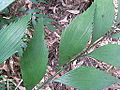 Bowenia serrulata の小葉