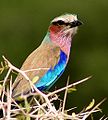 en:List_of_national_birds, en:List_of_birds_of_Zambia, en:List_of_birds_of_Kenya, ...