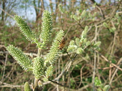 Weibliche Blütenkätzchen von Salix cinerea mit Honigbiene