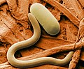 A scanning electron micrograph of the soybean cyst nematode and its egg
