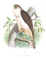 English: White-breasted Hawk Accipiter chionogaster (cat.)
