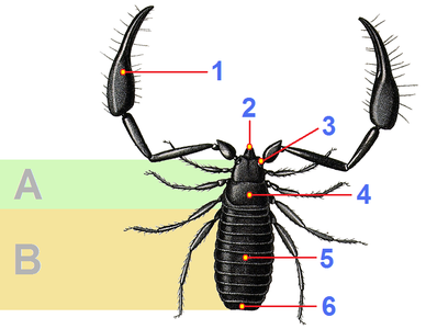 カニムシの構造 A：前体、B：後体、2：鋏角、1：触肢