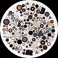 Diverzitet jednoćelijskih morskih kremeni algi (Diatomea)
