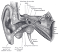 Orecchio esterno ed orecchio medio destri sezionati, visti frontalmente.