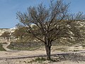 Абрикосове дерево, Каппадокія, Туреччина