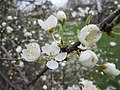 Blüten der Kirschpflaume (Prunus cerasifera) am 19. März 2018, Commons: Frühling 2018 im Gartenschaupark Hockenheim