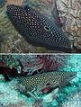 Khi bị hăm dọa hay tấn công cá Calloplesiops altivelis (trên) bắt chước bộ dạng của loài lươn biển Gymnothorax meleagris (dưới) [13]