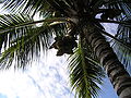 Dừa là cây trồng chuyên canh diện rộng và phổ biến ở Bến Tre