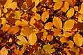 25. Bükklevelek (Fagus sylvatica Purpurea) ősszel a pennsylvaniai Tyler arborétumban (javítás)/(csere)
