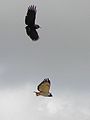 English: Corvus capensis harassing an Augur Buzzard. Debre Berhan, Ethiopia.