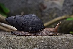 Purchasing snails Photograph: Jaures Codjo