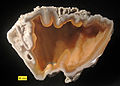 Agatized ปะการัง จาก กลุ่มฮอร์ธอน (Oligocene–Miocene), ฟลอริดา. An example of preservation by replacement.