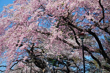 Цветови трешње у Сендају, Мијаги, Јапан. На јапанском, реч за ружичасти цвет трешње је сакура-иро, а цветови брескве момо-иро.