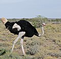 Thumbnail for File:Common Ostrich (Struthio camelus) male (32404508890).jpg