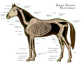 "Horse_anatomy.svg" by User:Sonnenlanze