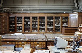 Une partie de la collection d'Ammonoidea du Muséum national d'histoire naturelle
