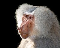 23: Primat Papio hamadryas