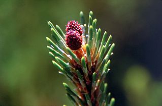 Pine bud (Pinus mugo)
