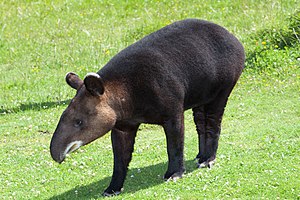 Bierich-Tapir (Tapirus pinchaque)