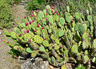 Shtat oʻsimligi (inglizcha: prickly pear cactus)