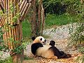 Giant Panda /Oso Panda