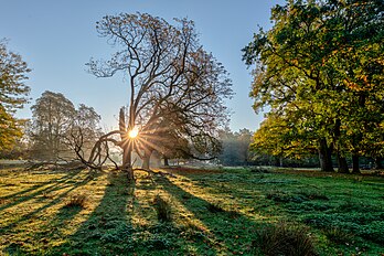 Vista matinal do parque natural de Dülmen, Renânia do Norte-Vestfália, Alemanha (definição 6 482 × 4 322)