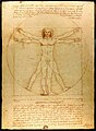 Sự cân xứng: Bức họa Người Vitruvius của Leonardo (khoảng 1490).
