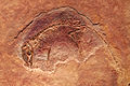 エオマイア化石