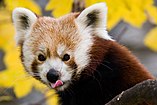 Ailurus fulgens English: Red Panda Deutsch: Kleiner Panda