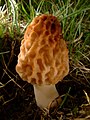 Grzib (Fungi) - Morchella esculenta