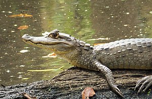 メガネカイマン：Caiman crocodilus