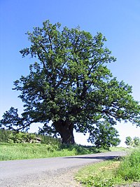 Летен дъб (Quercus robur), широколистно дърво от отдел Покритосеменни
